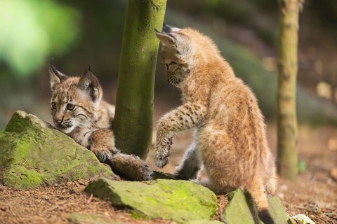 Eurasian lynx (Lynx lynx) youngsters (cubs) playing with each other in a forest, Bavaria, Germany