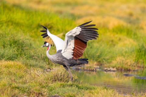 Crowned Crane (Balearica regulorum) courtship behavier South Luangwa NP Zambia August