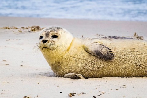 Seal on the beach of Heligoland, dune, Schleswig-Holstein, (Phoca vitulina), Heligoland,
