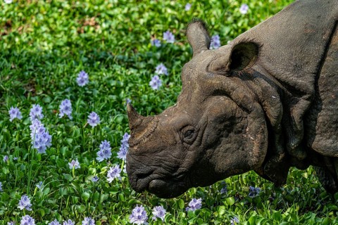 Rhinoceros, Rhinoceros unicornis, Indian rhinoceros, Chitwan National Park, Terai, Nepal