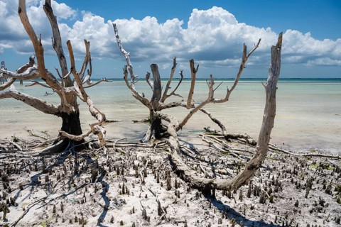 Skeletal remains of dead mangrove trees stand on a sun-bleached beach under a cloudy sky,
