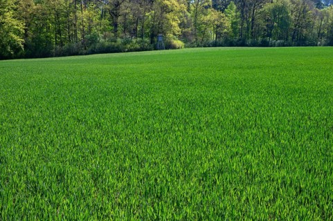 A field of young winter wheat (Triticum aestivum), Franconia, Bavaria, Germany