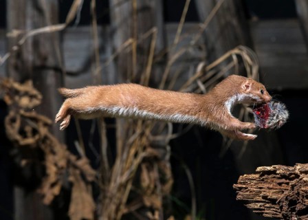 Carnivora, least weasel, mouse weasel, mustela nivalis, predators, prey, bolt, capture, hunting,