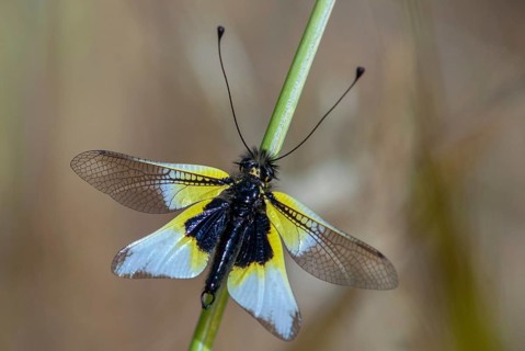 Dragonfly ictericus, butterfly shaft spec.1, butterfly, Extremadura, insects, webwing, butterfly,