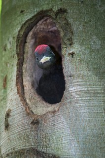 Black Woodpecker, Dryocopus Martius, Black Woodpecker, Birds, Adolescent, High Size, Portrait,