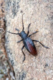 Dorcadion hybridum, earthbock spec.1, beetle, longhorn beetle, Greece, high size, portrait format,