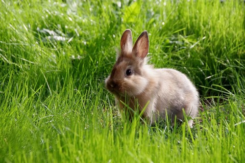 Domestic rabbit (Oryctolagus cuniculus forma domestica), grass, cute, sunlight, Easter, A young