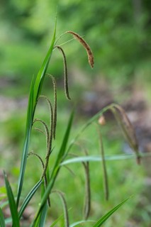 Carex pendula, cyperaceae, large sedge, hanging sedge, giant sedge, sour grasses, drooping, flora,