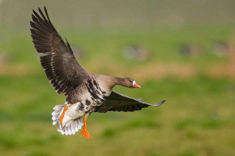 Greater White-fronted Goose (Anser albifrons) flying, North Rhine-Westphalia, Germany