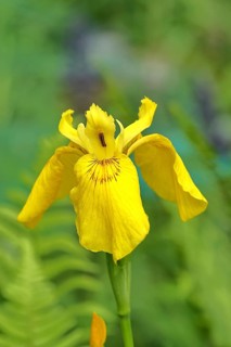 Marsh iris (Iris pseudacorus), yellow flower in a pond, Wilnsdorf, North Rhine-Westphalia, Germany
