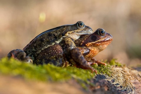 Amplexus, common frog, Rana temporaria, amphibians, amphibians, frog, frog, frogs, spring, clasp