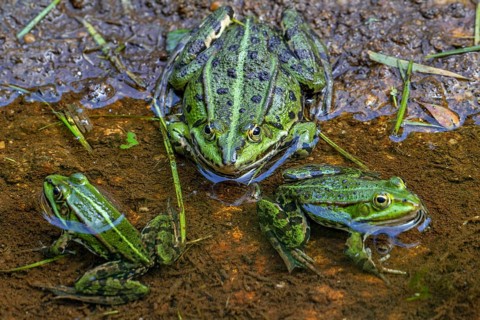 Green water frogs, Pelophylax sunning on the shore of pond in late spring, early summer