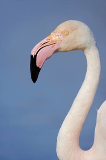Pink flamingo (Phoenicopterus roseus), portrait, Camargue, Provence, southern France