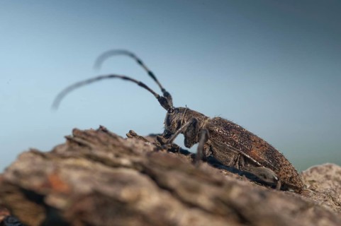 Lindenbock, Oplosia cinerea, Oplosia fennica, Deadwood Lindenbock, Beetle, Longhorn, Coleoptera,