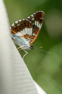 Small kingfisher, Ladoga camilla, limenitis camilla, white admiral, butterfly, high size, portrait