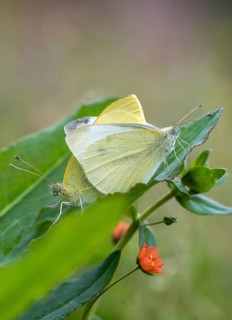 Small cabbage white, Pieris Rapae, small white, butterfly, high size, portrait format, insects,