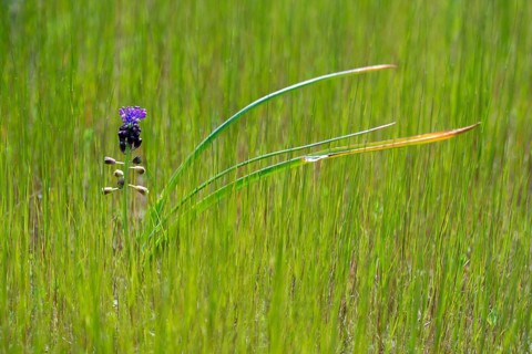 Asparagaceae, Granelli, Italy, Leopoldia Comosa, Muscari Comosa, Pantani Cuba and Longarini,