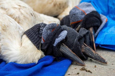 White storks with tags on their heads, tagging of white storks (Ciconia ciconia), Lake Constance
