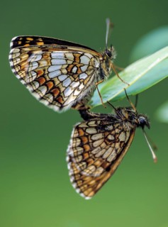 Common butterflies, heath fritillary, melitaea athalia, quail wheat moth, butterfly, couple, high