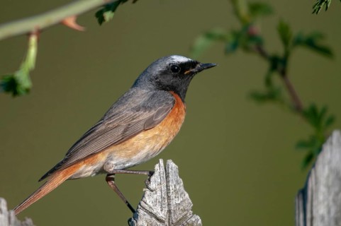 Garden redtail, Phoenicurus phoenicurus, redstart, birds, garden fence, garden birds, garden fence,