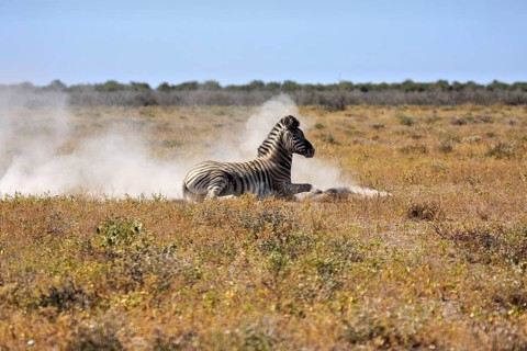 Zebra lying in a dusty savannah landscape and resting, plains zebras at a waterhole in Etosha Park