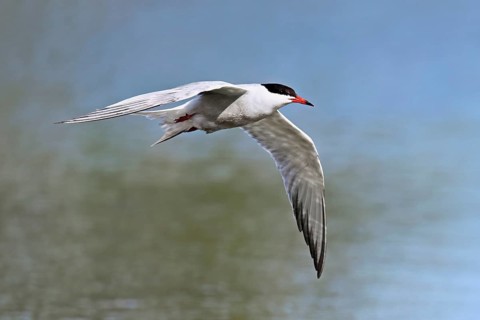 Common Tern (Sterna hirundo), in flight, Saintes-Marie-de-la-Mer, Camargue, southern France, France