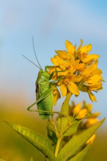 Grasshoppers, Tettigonia Cantans, Upland Green Bush Cricket, Chirping Hayhorse, Ensifera,