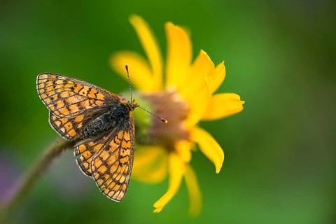 Bite tick moth, arnica montana, arnica, asteraceae, mountain welfare rental, euphydryas aurinia,