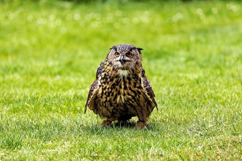 An eagle owl stands alertly in a green meadow, looking straight ahead. The eagle owl in a meadow