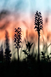 Burnet orchid (Neotinea ustulata) at dawn, orchid family (Orchidaceae), spring, Liliental,