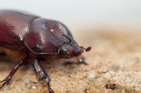 Rhinoceros beetle spec., phyllognathus excavatus, rhinocero beetle, beetle, coleoptera, insects,