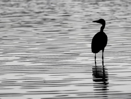 A gray heron stands in a body of water in backlight, North Rhine-Westphalia, Germany