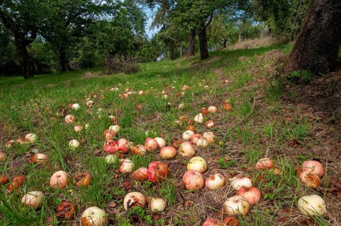 Cultivated apple, Malus domestica, rosaceae, rose family, apple, flora, meadow orchard, plants,