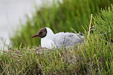 Black-headed Black-headed Gull (Larus ridibundus), breeding in a nest, Camargue, southern France,