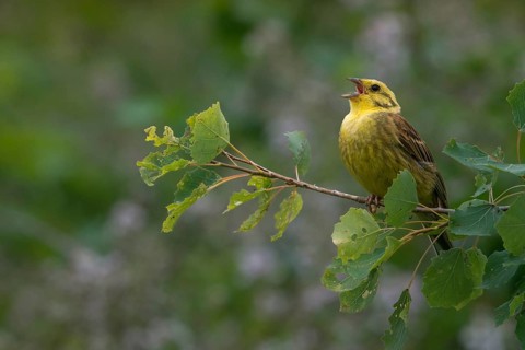 Emberiza citrinella, Yellowhammer, Yellowhammer, birds, song, male, passeri, singing, songbirds,