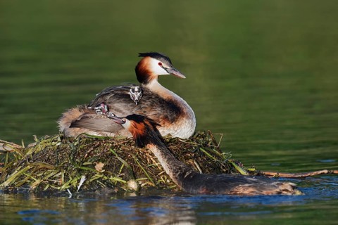 Great Crested Grebe (Podiceps Scalloped ribbonfish) feeding chicks on the nest, North