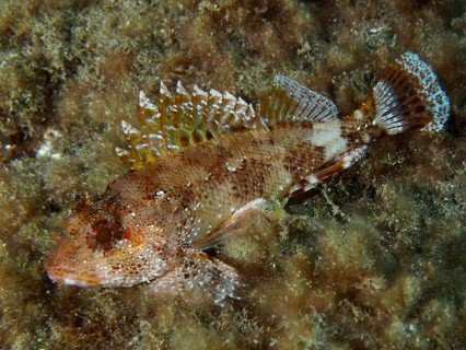 A camouflaged Madeira scorpionfish (Scorpaena maderensis) rests on an algae-covered seabed, dive