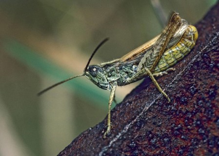 Chorthippus apricarius, field grasshoppers, locomotive grasshoppers, upland field grasshoppers,