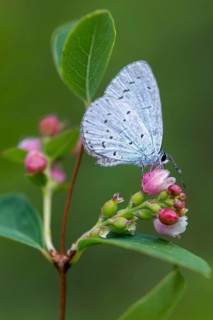 Celastrina argiolus, buckthorn blue, holly blue, blue, butterfly, high size, portrait format,