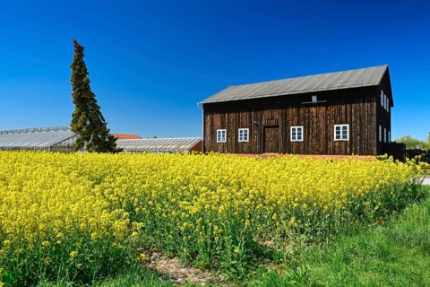 Rape field and barn in Kirchwerder, Vier- und Marschlande, Hamburg, Germany +++ editorial use only