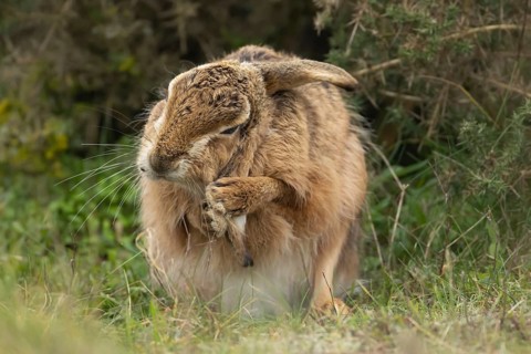 European brown hare (Lepus europaeus) adult animal washing its ear in grassland, England, United