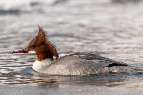 Goosander, goose säger, mergus merganser, anatidae, birds, duckbirds, female, sawyer, birds,