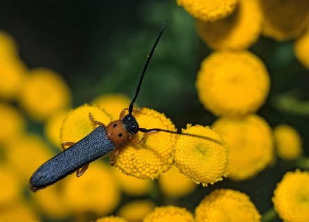 Eyed longhorn beetle, oberea oculata, red-necked willow buck, willow trestle, willow buck, beetle,