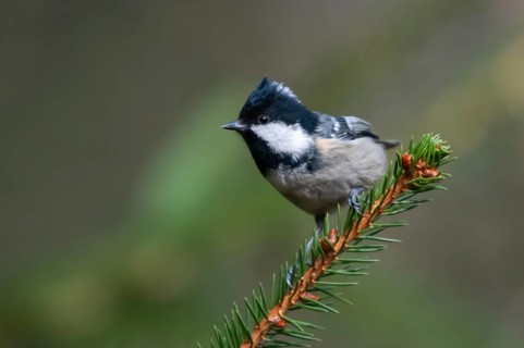 Coal tit, parus ater, periparus ater, pine tit, birds, tits, passeri, songbirds, tits, birds