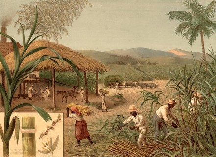 Sugar cane plantation with workers harvesting and processing. Workers cut off the ripe sugar cane