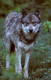 Canis lupus, carnivora, predators, wolf, FFH, high size, portrait format, mammals, raptors, mammals