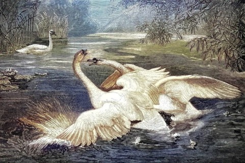 Two fighting swans in a pond with detailed water reflections and surroundings, humped swans