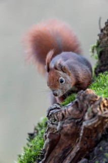 Squirrel (Sciurus vulgaris) looking for food on the root plate of an oak tree, sweet, cute,
