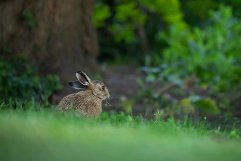 European brown hare (Lepus europaeus) adult animal feeding on a garden lawn, Suffolk, England,