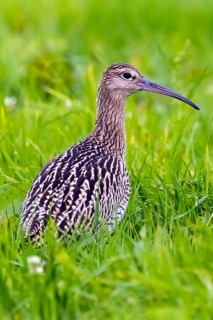 Animals, birds, Eurasian curlew, biotope, habitat, (Numenius arquata), foraging